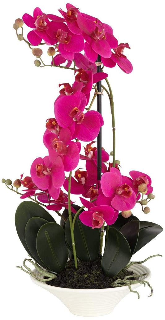 orchid flowers