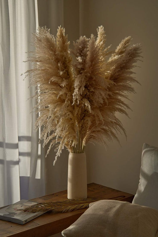 Real pampas grass - Pack of 5