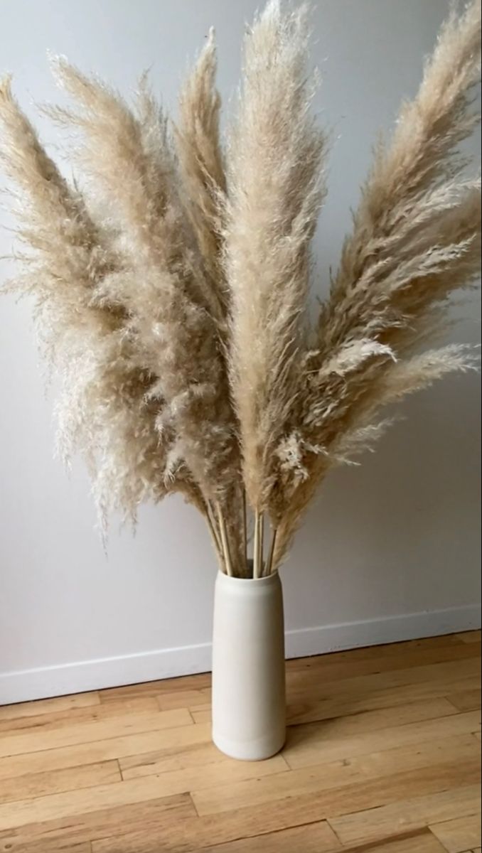 Real pampas grass - Pack of 5